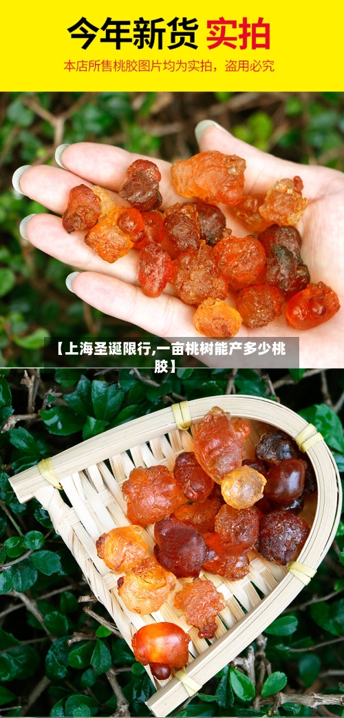 【上海圣诞限行,一亩桃树能产多少桃胶】-第2张图片