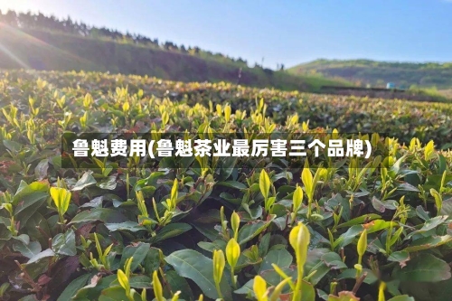 鲁魁费用(鲁魁茶业最厉害三个品牌)