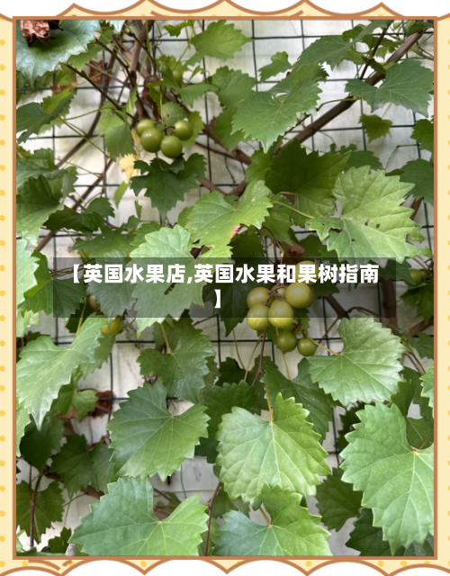 【英国水果店,英国水果和果树指南】-第3张图片
