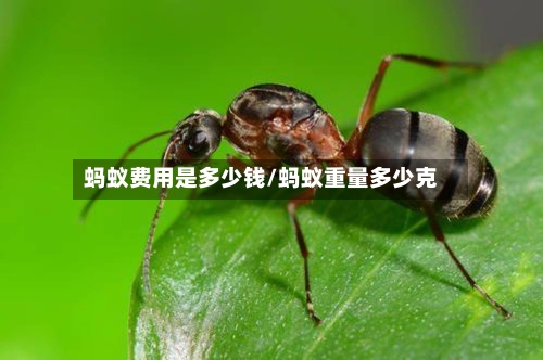 蚂蚁费用是多少钱/蚂蚁重量多少克