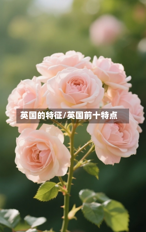 英国的特征/英国前十特点-第3张图片