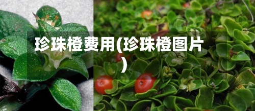 珍珠橙费用(珍珠橙图片)-第2张图片