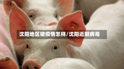沈阳地区猪疫情怎样/沈阳近期病毒