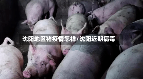 沈阳地区猪疫情怎样/沈阳近期病毒-第2张图片