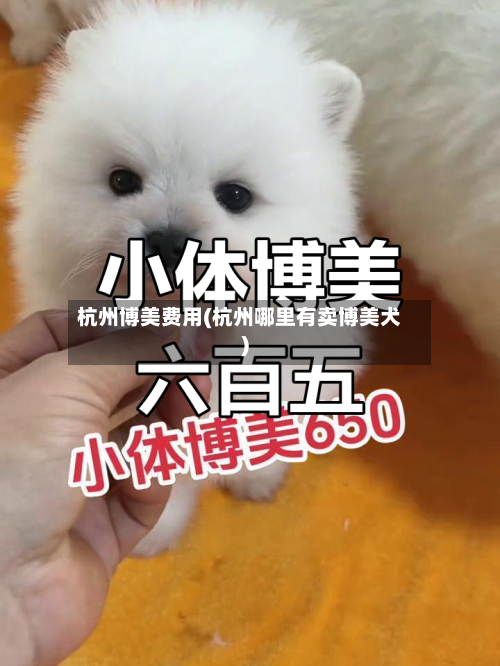 杭州博美费用(杭州哪里有卖博美犬)-第3张图片
