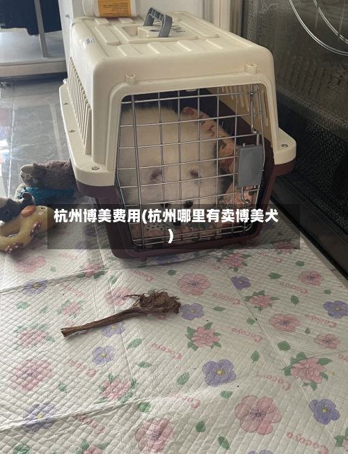 杭州博美费用(杭州哪里有卖博美犬)