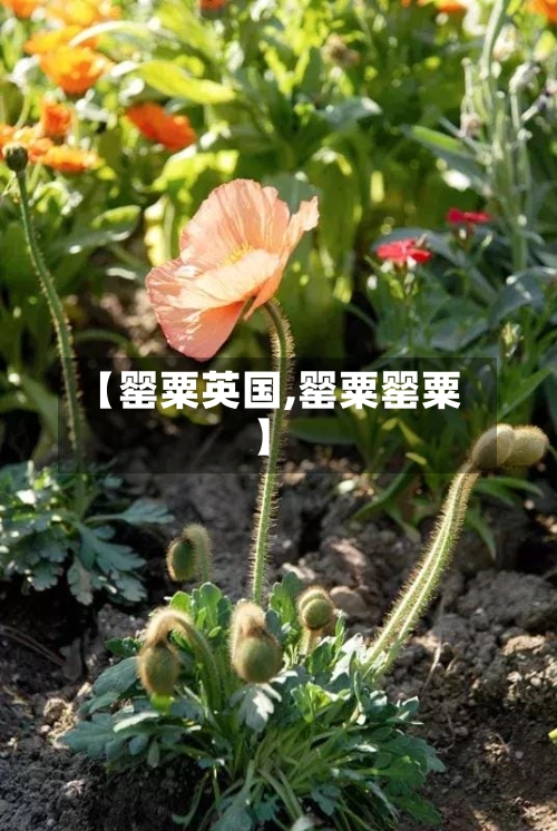【罂粟英国,罂粟罂粟】