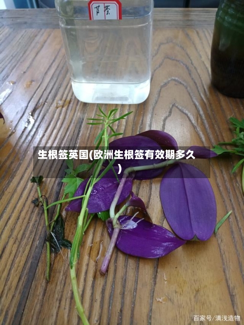 生根签英国(欧洲生根签有效期多久)-第2张图片