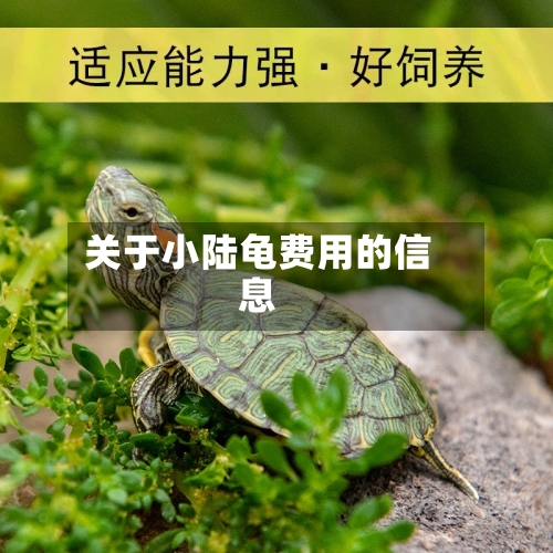 关于小陆龟费用的信息