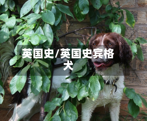 英国史/英国史宾格犬