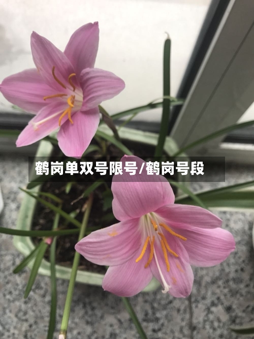 鹤岗单双号限号/鹤岗号段-第2张图片