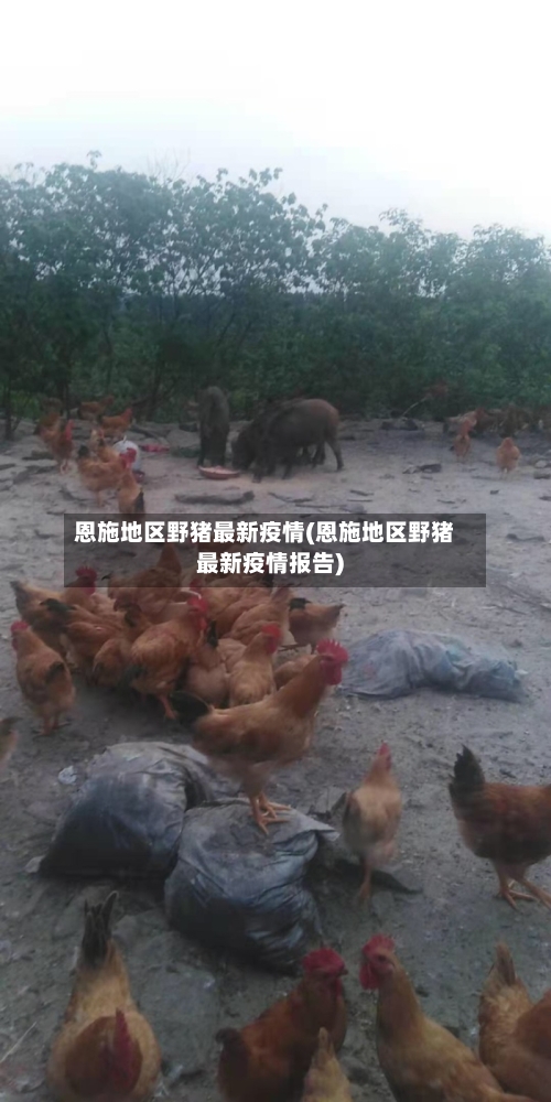 恩施地区野猪最新疫情(恩施地区野猪最新疫情报告)