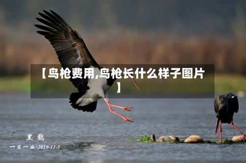 【鸟枪费用,鸟枪长什么样子图片】-第2张图片