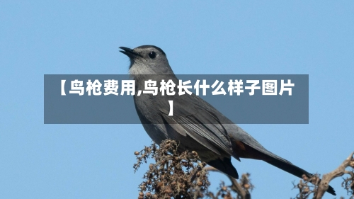 【鸟枪费用,鸟枪长什么样子图片】