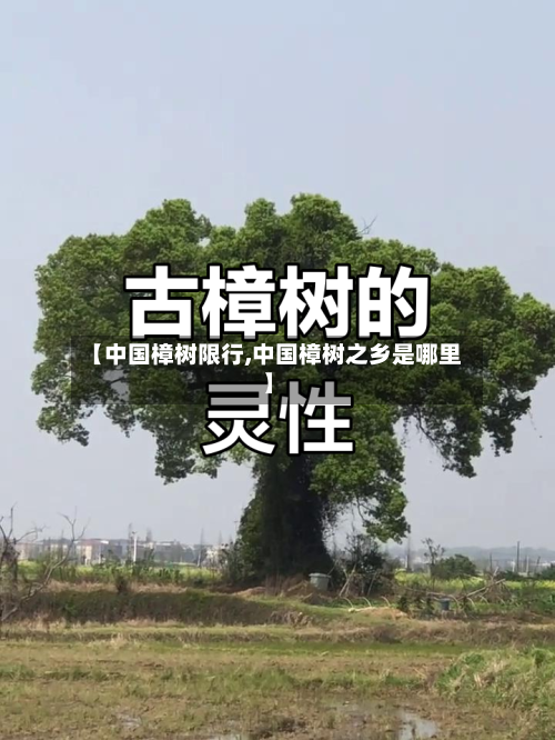 【中国樟树限行,中国樟树之乡是哪里】