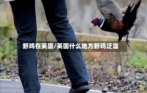 野鸡在英国/英国什么地方野鸡泛滥-第2张图片