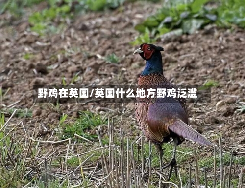 野鸡在英国/英国什么地方野鸡泛滥