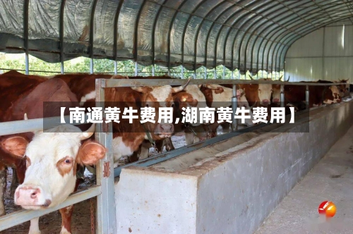 【南通黄牛费用,湖南黄牛费用】