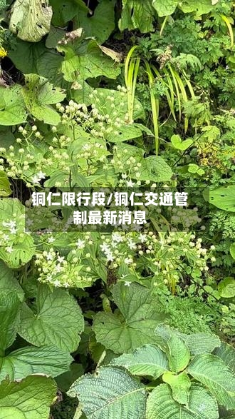 铜仁限行段/铜仁交通管制最新消息-第2张图片