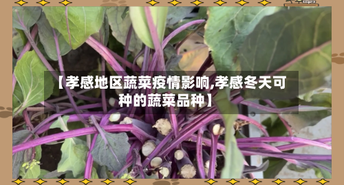 【孝感地区蔬菜疫情影响,孝感冬天可种的蔬菜品种】-第3张图片