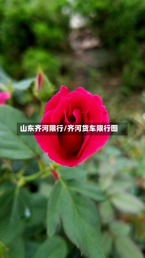 山东齐河限行/齐河货车限行图-第2张图片