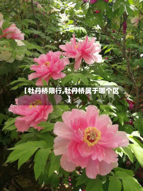 【牡丹桥限行,牡丹桥属于哪个区】