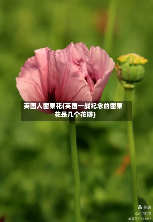 英国人罂粟花(英国一战纪念的罂粟花是几个花瓣)