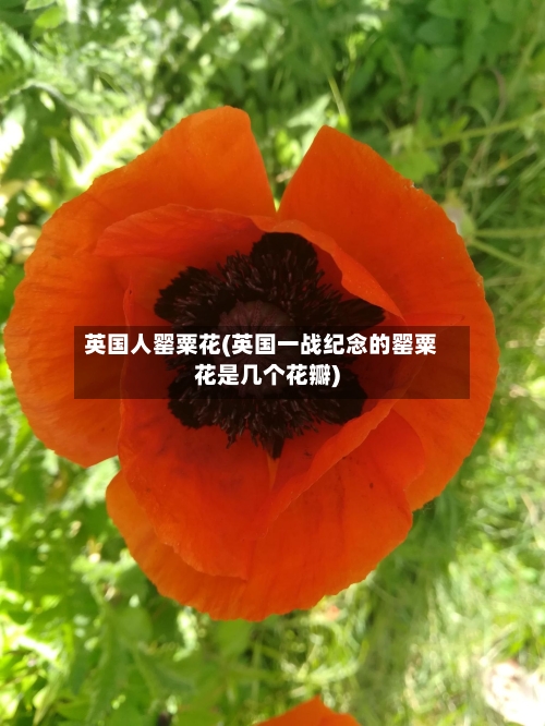 英国人罂粟花(英国一战纪念的罂粟花是几个花瓣)-第2张图片