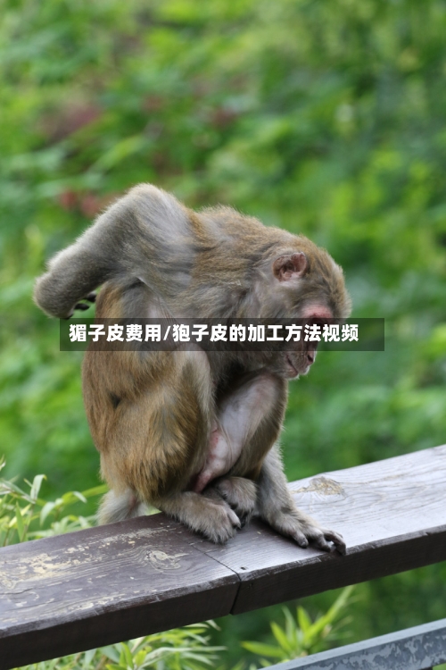 猸子皮费用/狍子皮的加工方法视频-第2张图片