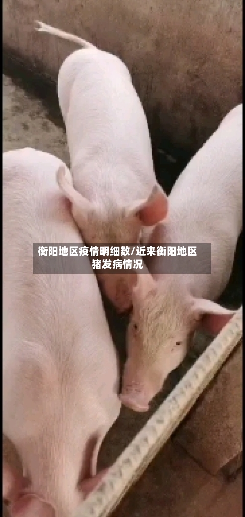 衡阳地区疫情明细数/近来衡阳地区猪发病情况-第3张图片